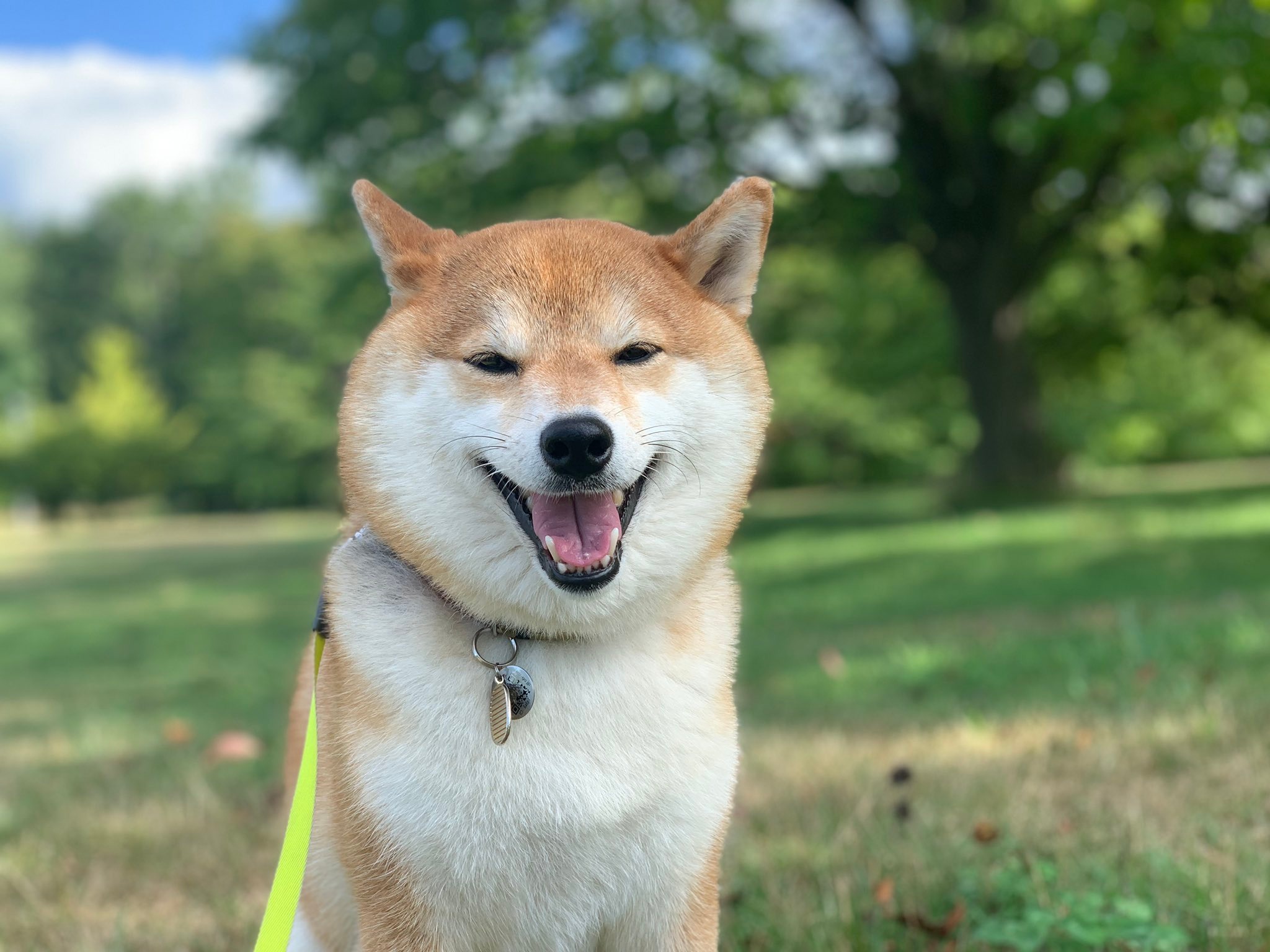 笑顔を浮かべる柴犬