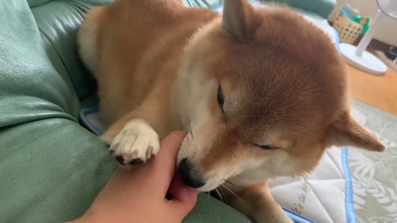 手を舐める柴犬