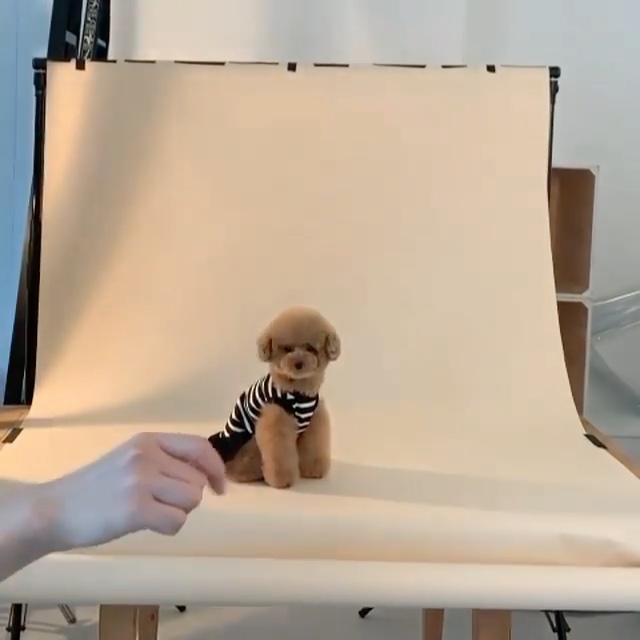 犬　モデル撮影