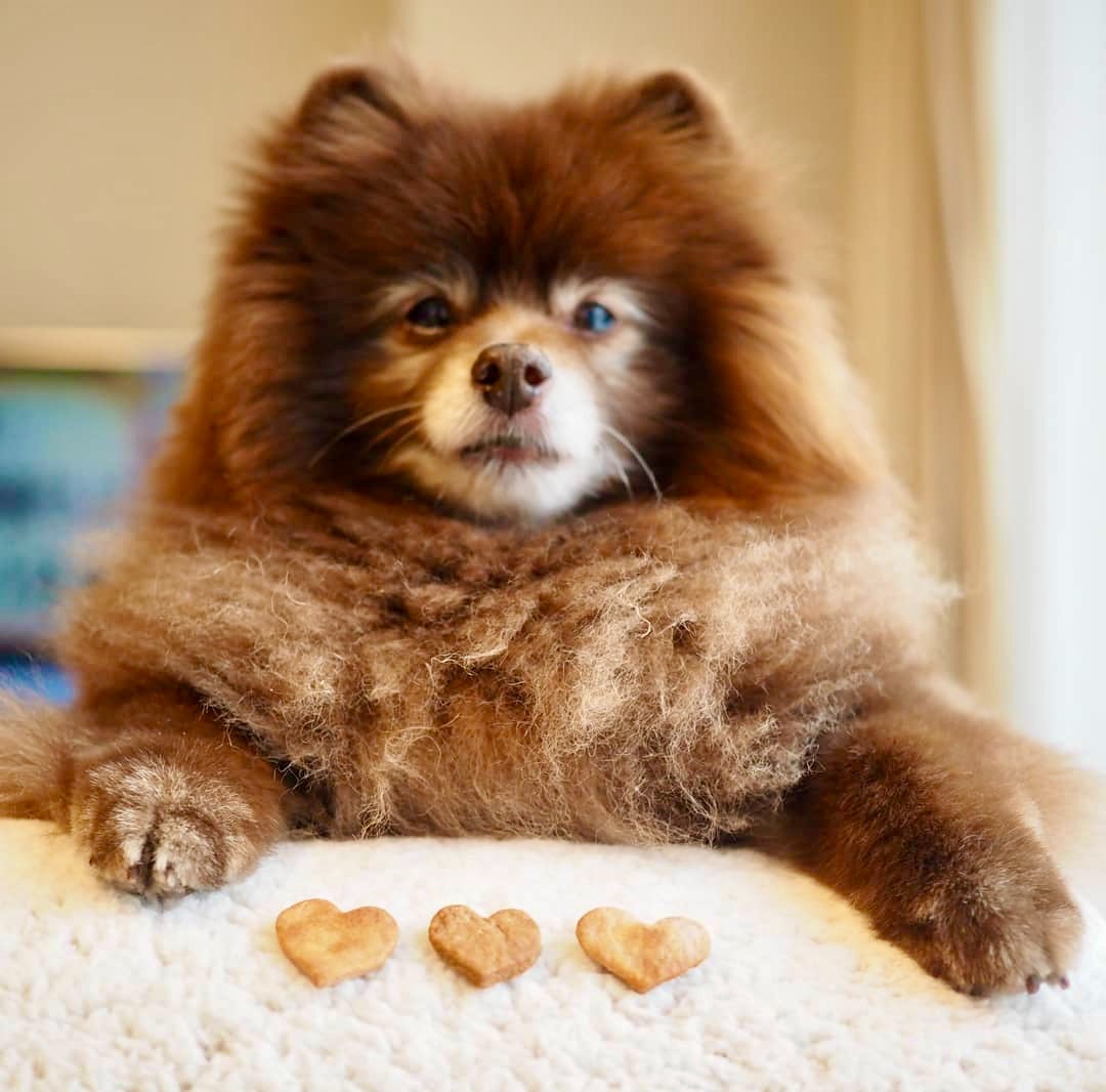 犬　クッキー