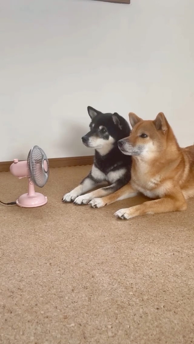 犬　扇風機