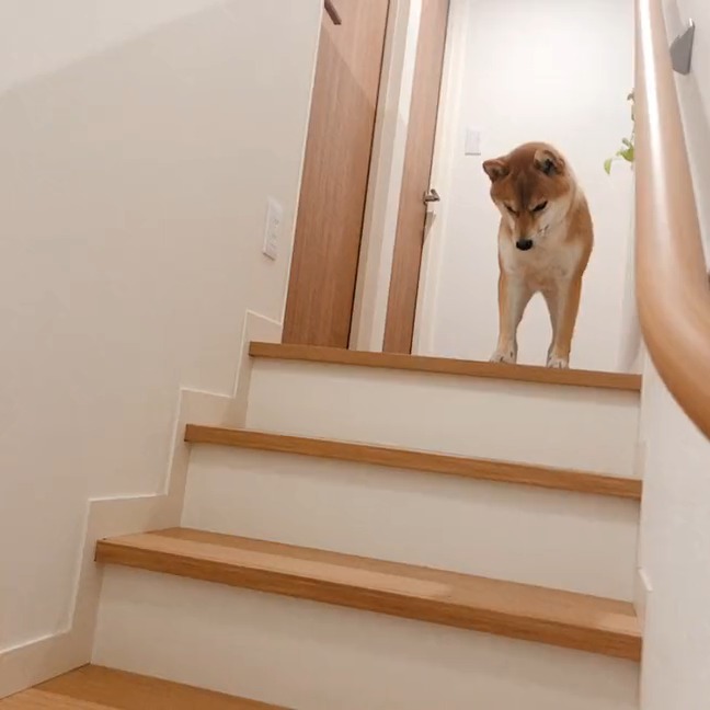 階段が下りられない柴犬