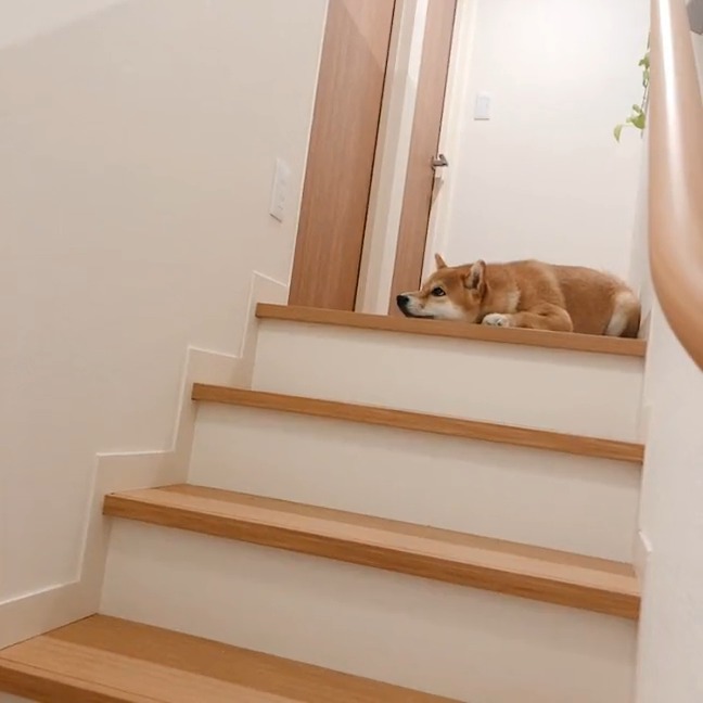 階段で横になる柴犬