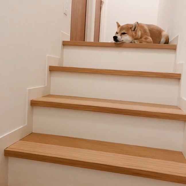 階段で横になる柴犬