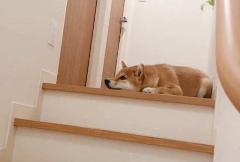 階段の上でなぜかふて寝する柴犬さん。可愛すぎる理由にニヤニヤが止まらない♪