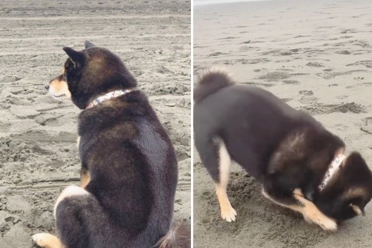 砂浜に座る柴犬
