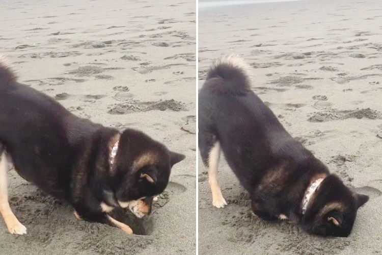 砂浜に座る柴犬