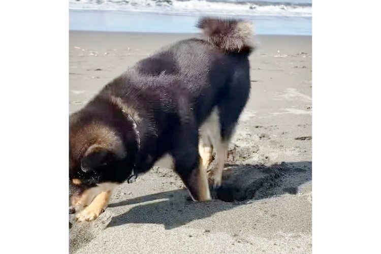 砂浜の穴に落ちる柴犬