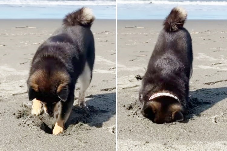 砂浜に穴を掘る柴犬
