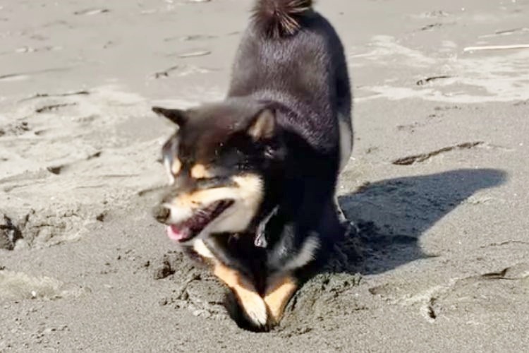 砂を掘る柴犬