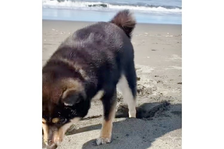 砂浜の穴に落ちる柴犬