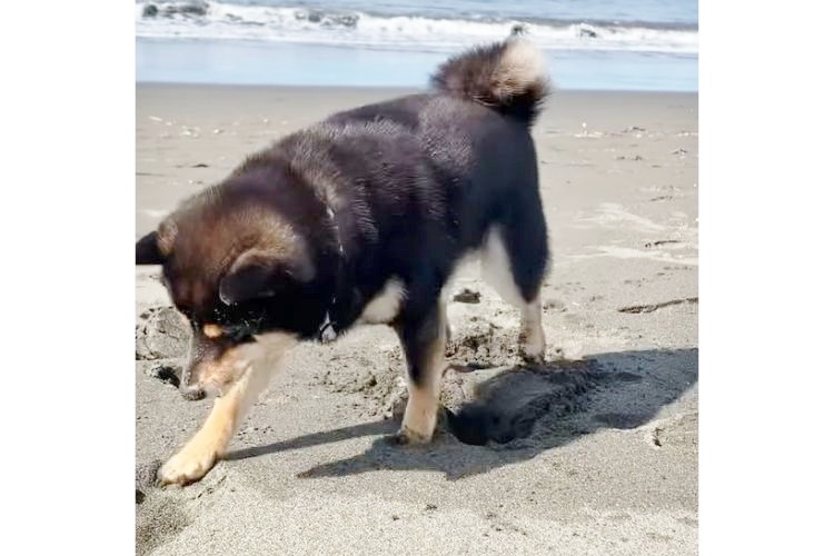 砂浜を歩く柴犬