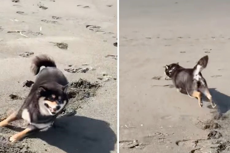 砂浜を走りまわる柴犬