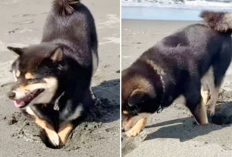 海辺でまさかの「スポッ！」ちょっと天然な柴犬くんのうっかり行動に大笑い必至