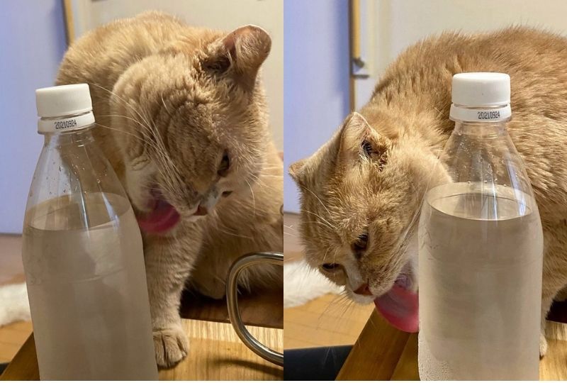 「これがたまらんニャ。」冷たいペットボトルが大好きな猫さん。水分補給の仕方が独特〜