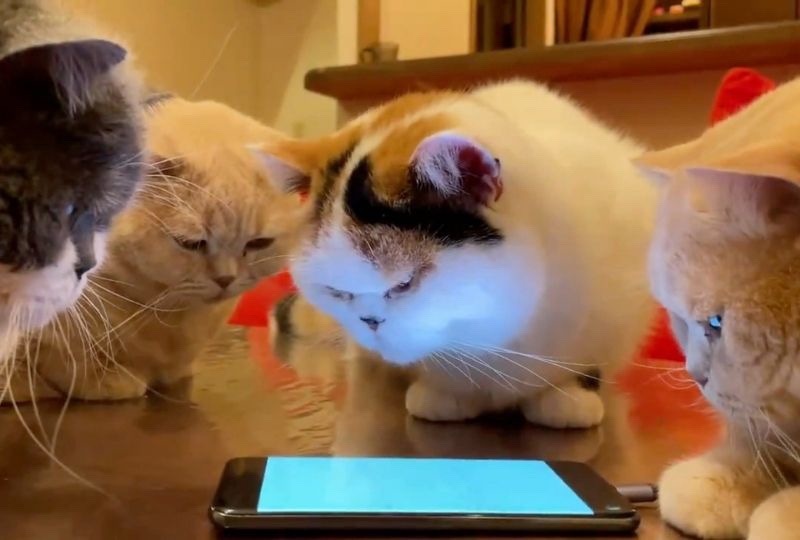 「スマホの講習会始めるよ〜。」デジタル好きの猫ちゃんが大集合
