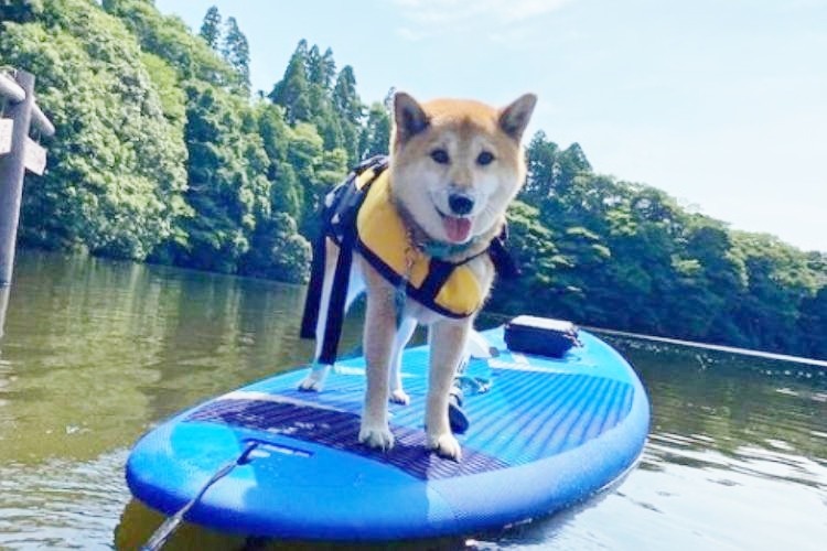 ボートに乗る柴犬