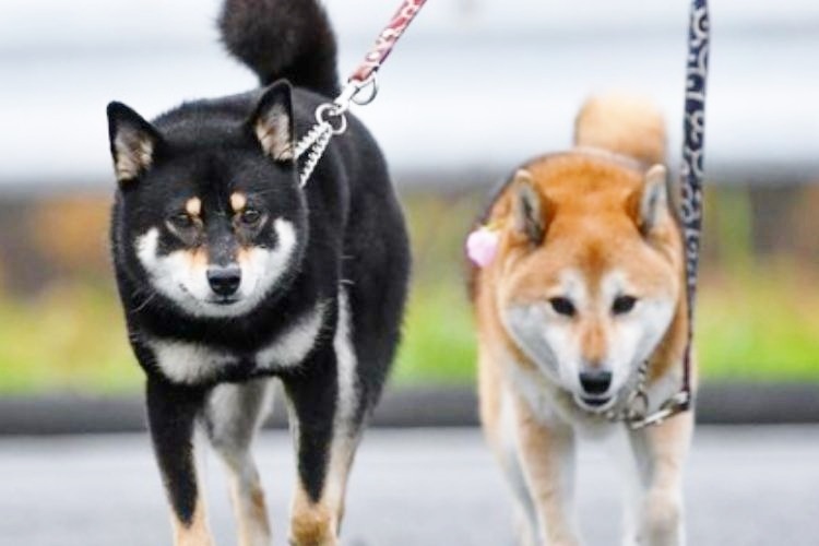 二頭並んで散歩する柴犬