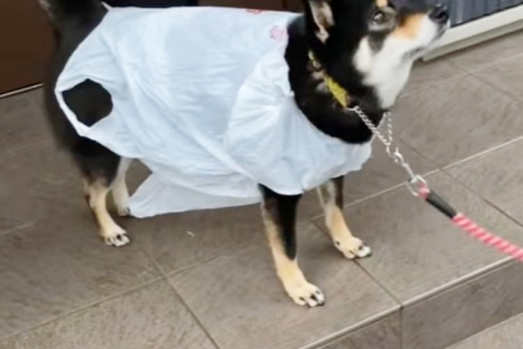ビニール袋を着て散歩する柴犬