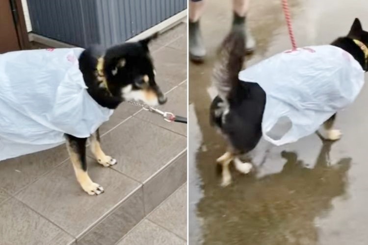 ビニール袋を着て散歩する柴犬