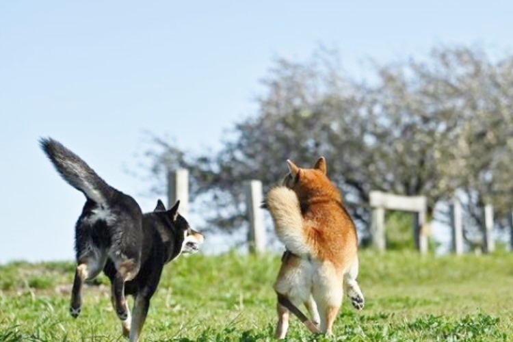 草原を走る二頭の柴犬