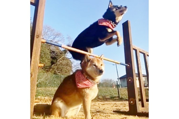 ジャンプをする柴犬