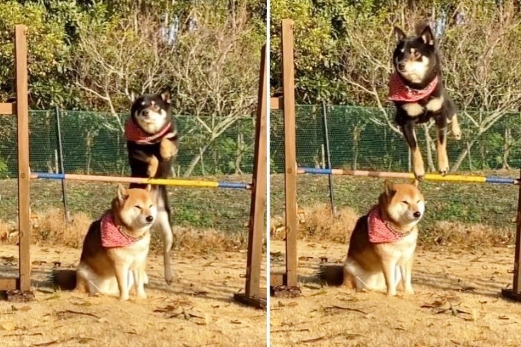 ジャンプをする柴犬