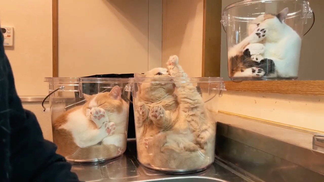 猫　洗い物バケツ