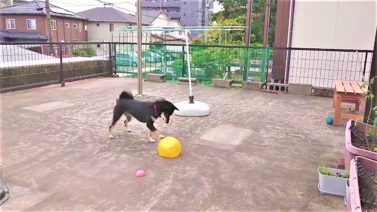 犬　ボール