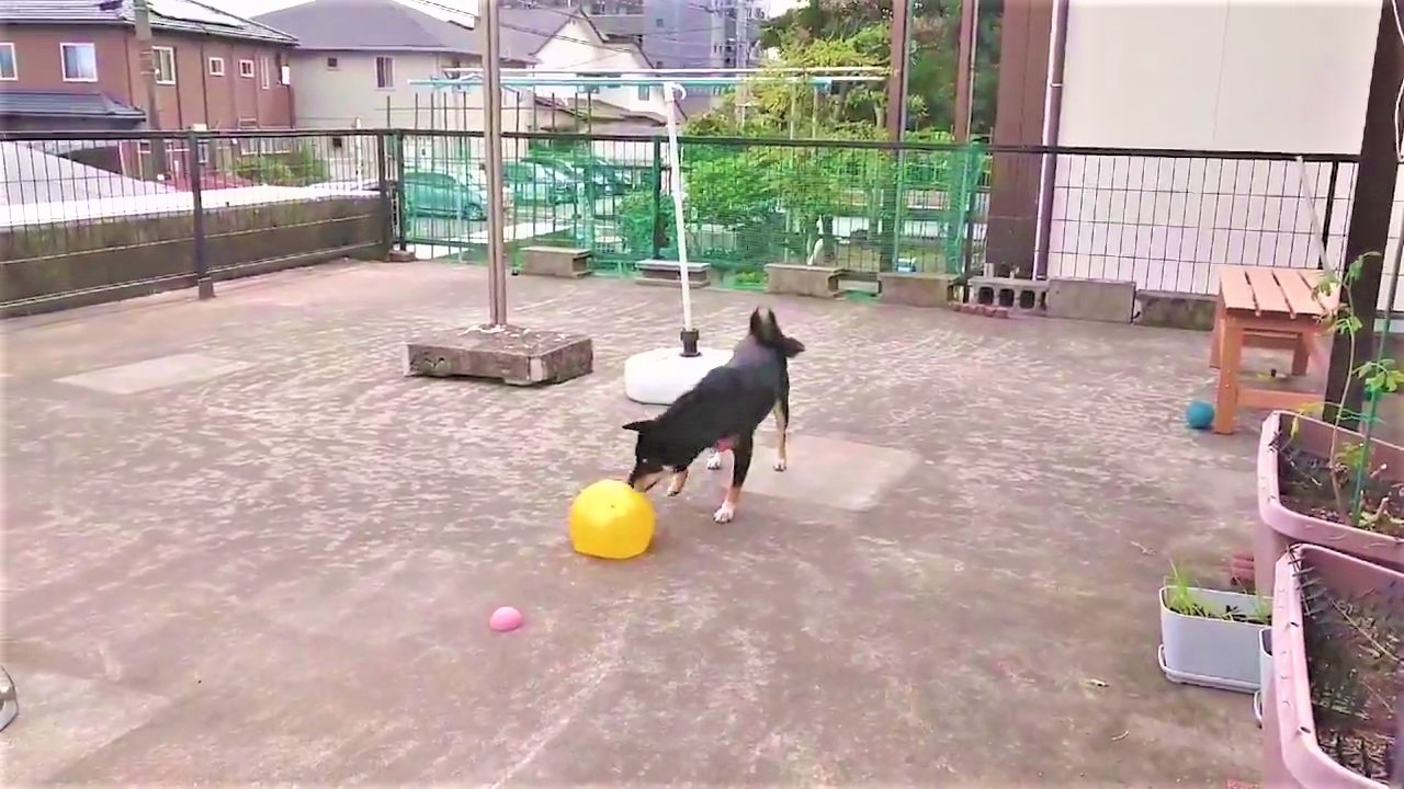 犬　ボール