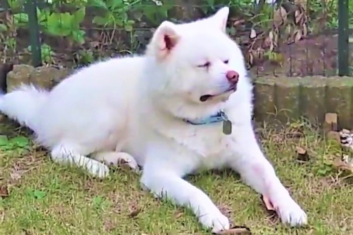 【静止画ではありません】お庭でくつろぐ秋田犬くん。置物のような姿に笑っちゃう！