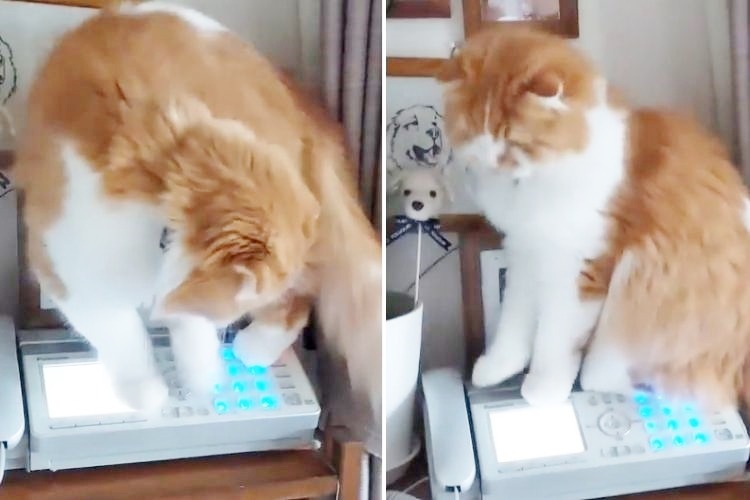 電話機の上で遊ぶ猫
