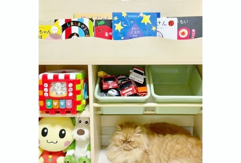 おもちゃ箱に入った猫