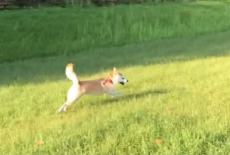 草原を走る柴犬