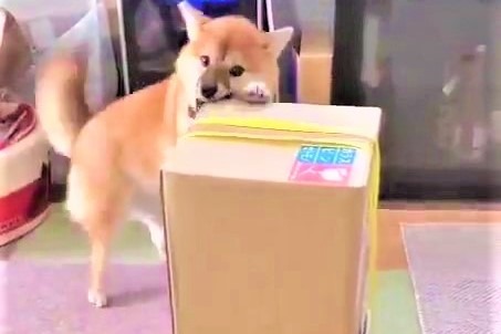 「お荷物検査員」参上！届いた荷物を厳しくチェックする柴犬さんが可愛すぎて笑っちゃう