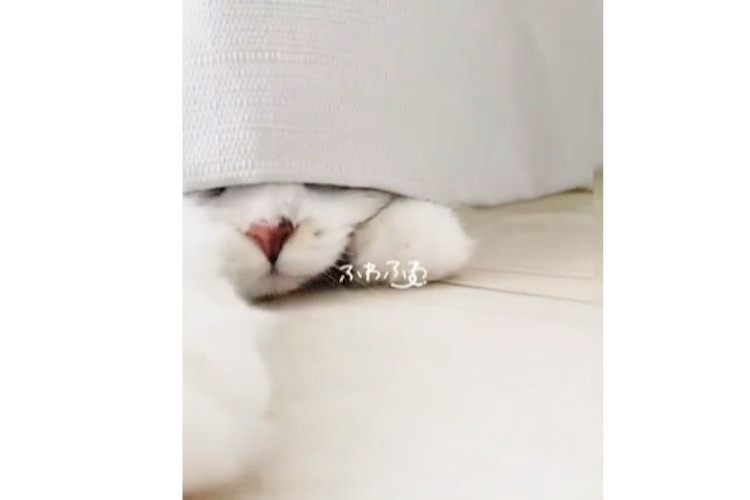 カーテンの下から顔を出す猫