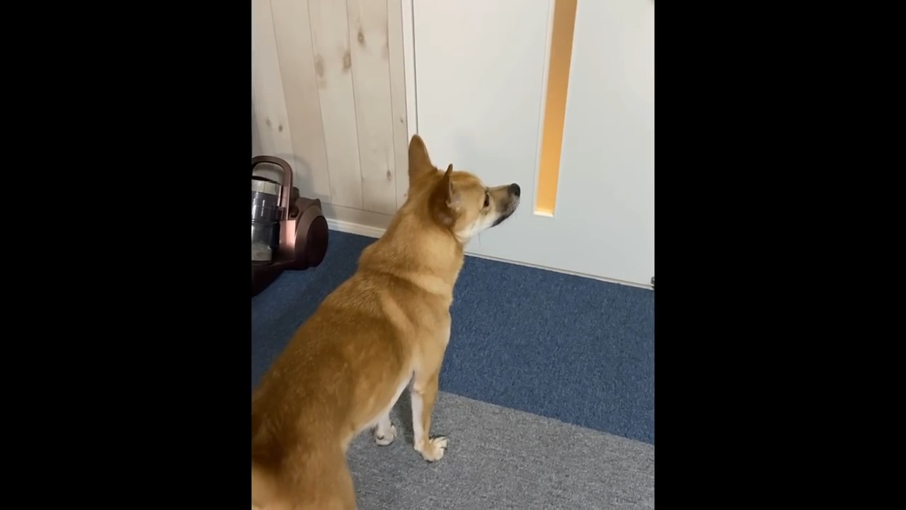 ドアの前に佇む犬
