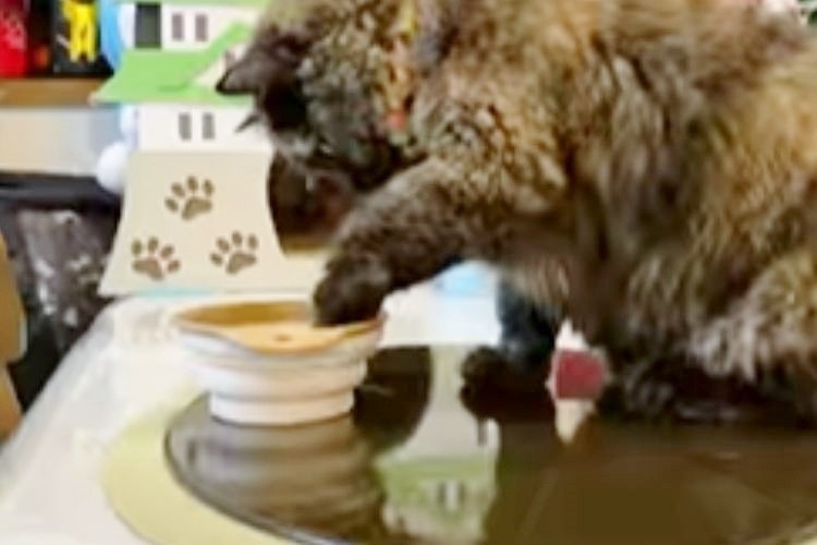 皿からミルクを飲む猫