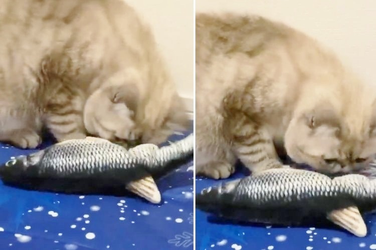 魚のおもちゃで遊ぶ猫