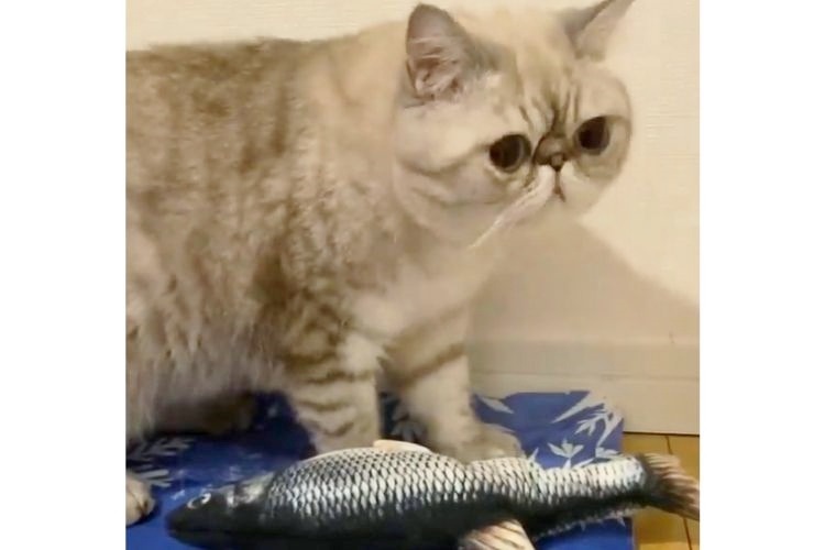 魚のおもちゃで遊ぶ猫