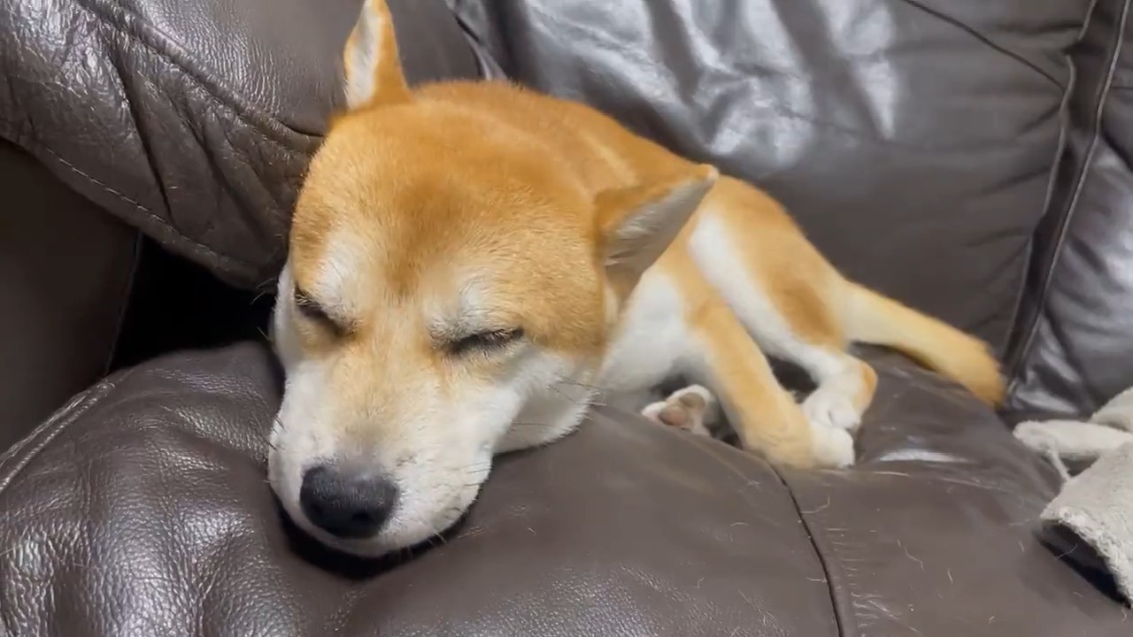 ソファーで寝る犬