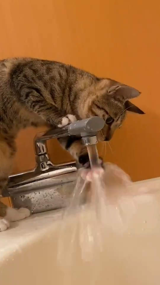 水遊びする猫