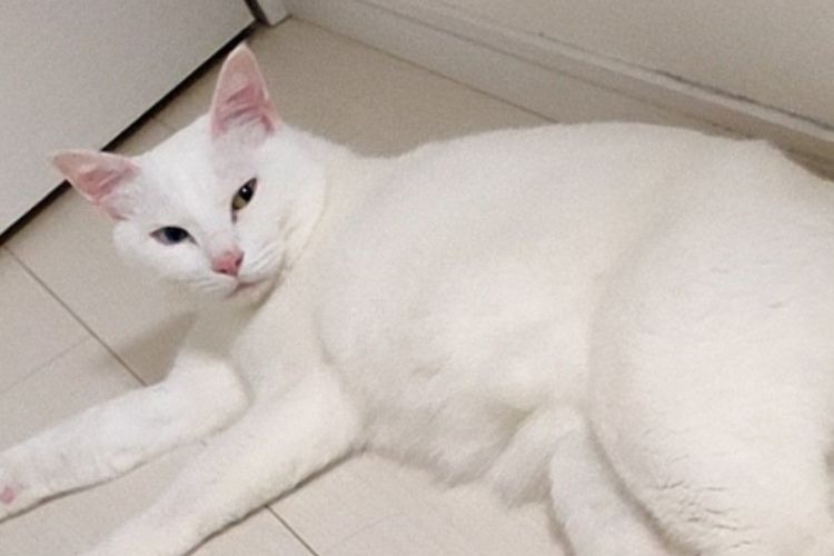床に寝そべる白い猫