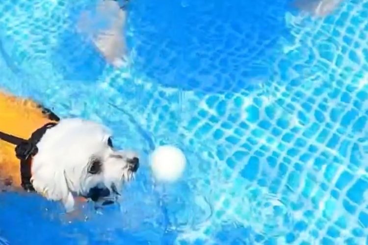 プールで泳ぐ犬