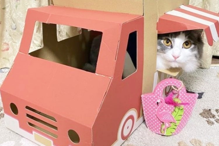 紙製のワゴン車と猫