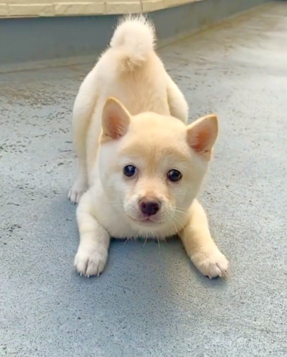 犬　子犬時代　落ち着きがない