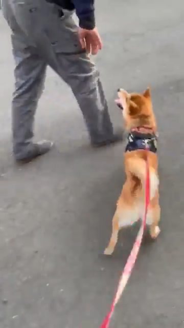 男性と散歩する柴犬