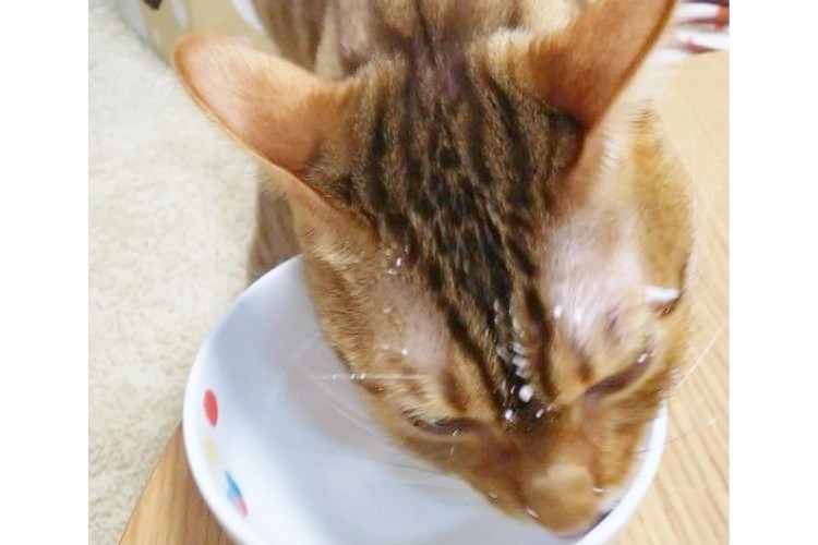 ヨーグルトを食べる猫