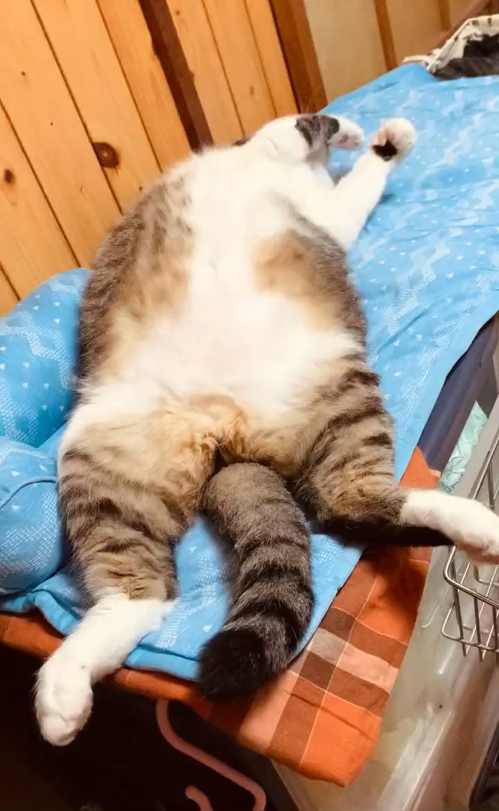 大の字で寝る猫
