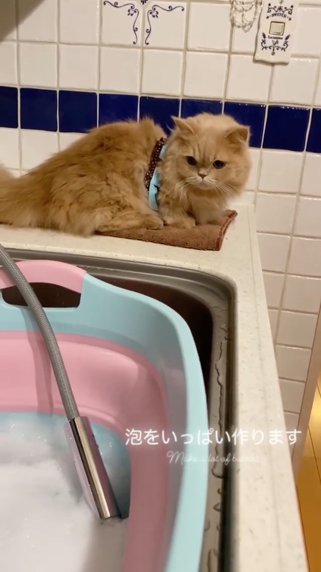 猫　泡風呂
